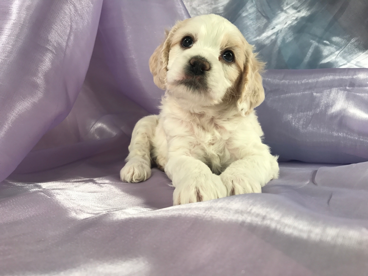 Apricot and White Litter of Cockapoo Puppies DOB 10-9-2018 $975